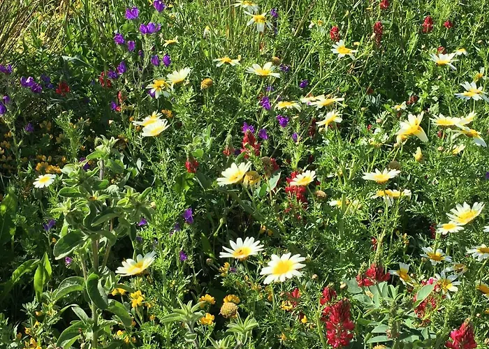 Lägenhet Mirador De Castilnovo *